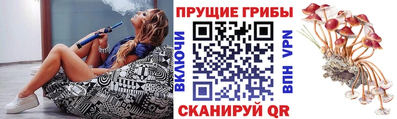 Псилоцибиновые грибы Psilocybe  блэк спрут зеркало  Новочеркасск 